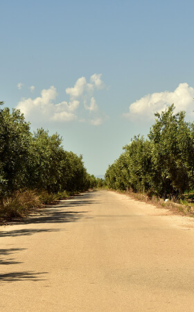 aceituna experiencia