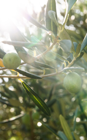 aceituna de temporada